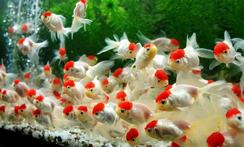 navya aquarium|Navya Aquarium (@navyaquarium) • Instagram photos and videos.
